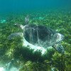 Благодаря усилиям ЮНЕСКО популяцию морских черепах на Сейшелах удалось восстановить. Сегодня она – самая большая в западной части Индийского океана