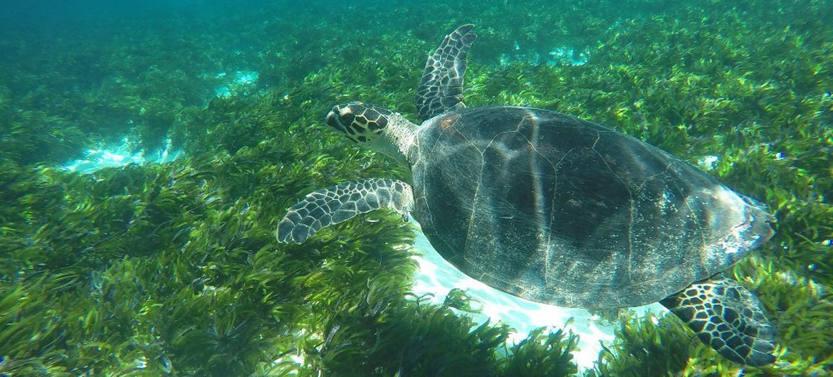 Las islas Seychelles en África se han comprometido para proteger a su biodiversidad marina.