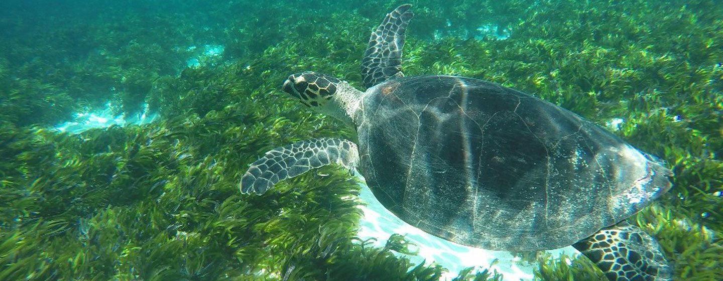 Las islas Seychelles en África se han comprometido para proteger a su biodiversidad marina.