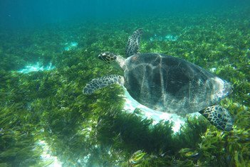 Las islas Seychelles en África se han comprometido para proteger a su biodiversidad marina.