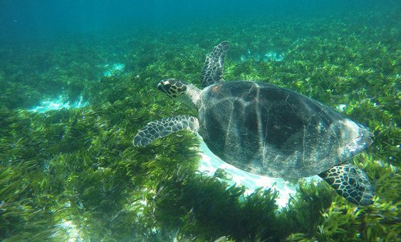 The Seychelles moved in March 2020 to protect 30 per cent of its marine environment.
