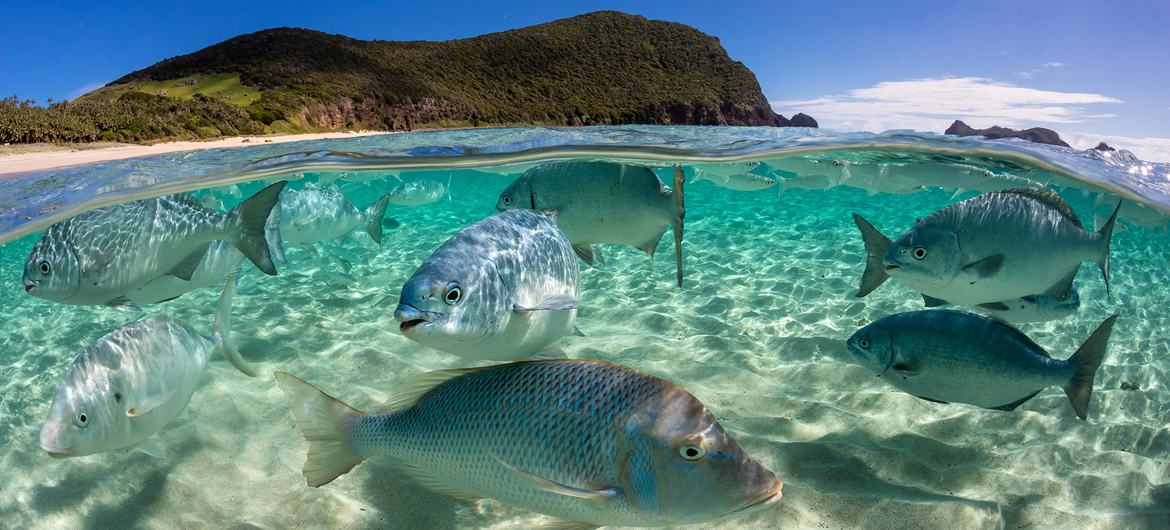 A school of fish swim in the Pacific Ocean in Australia.