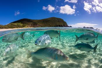 A school of fish swim in the Pacific Ocean in Australia.