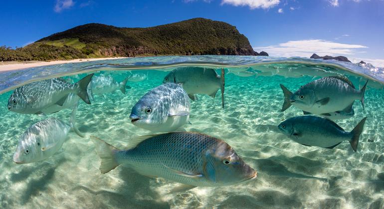 A school of fish swim in the Pacific Ocean in Australia.