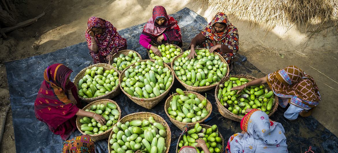 Mulheres participantes de um programa de subsistência de segurança alimentar selecionam berinjelas recém-colhidas em Cox's Bazar, em Bangladesh.