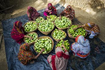 Mulheres participantes de um programa de subsistência de segurança alimentar selecionam berinjelas recém-colhidas em Cox's Bazar, em Bangladesh.