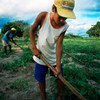 ब्राज़ील के पूर्वोत्तर इलाक़े में एक लड़का आलू के खेतों में पौध की देखभाल करता हुआ