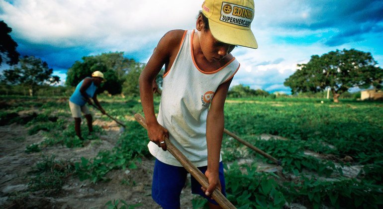 Menino ajuda família a trabalhar a terra no nordeste do Brasil