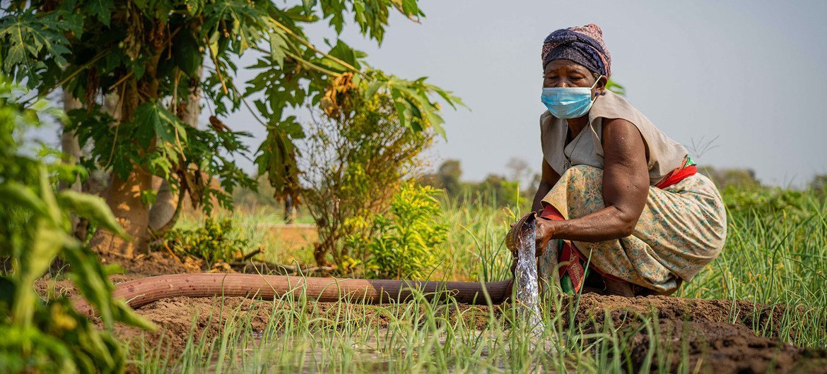 Exemplo malauiano de boas práticas no desenvolvimento da irrigação e apoio aos meios de subsistência para alcançar os ODS com esquema de irrigação Tapumuluka 