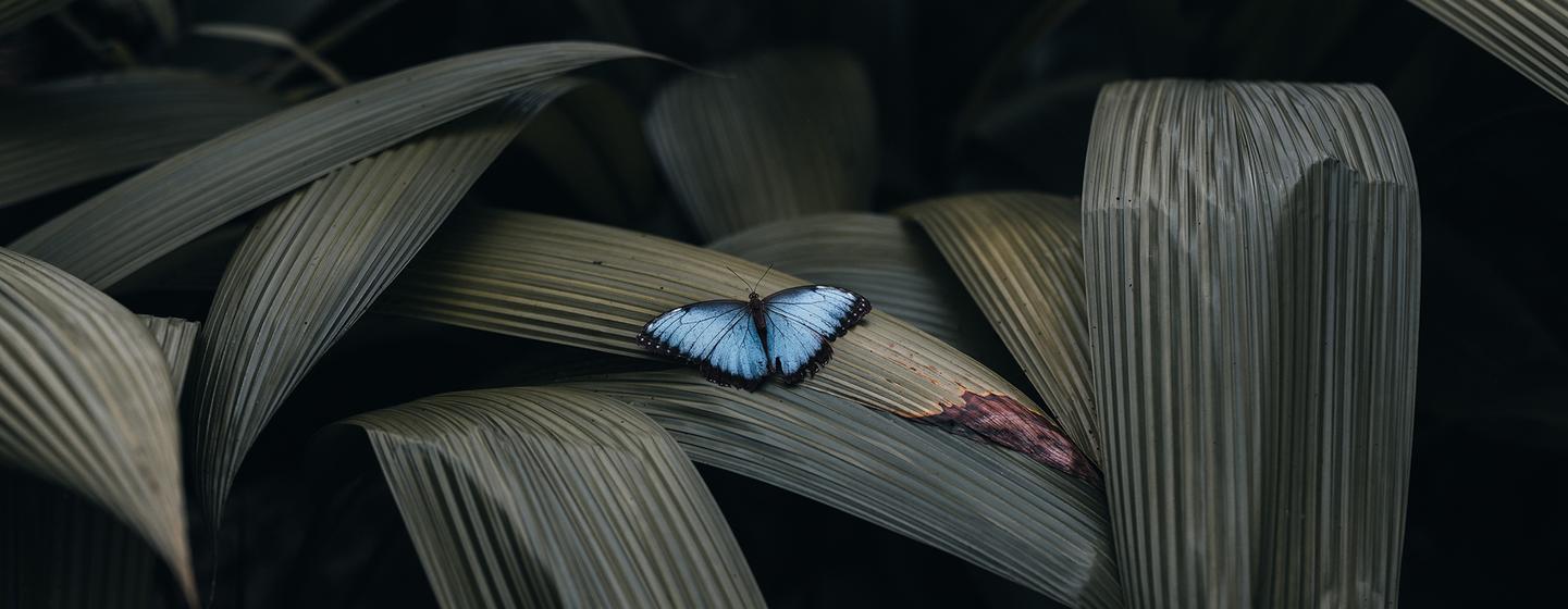 Un papillon perché sur une feuille dans la province d'Alajuela, au Costa Rica.