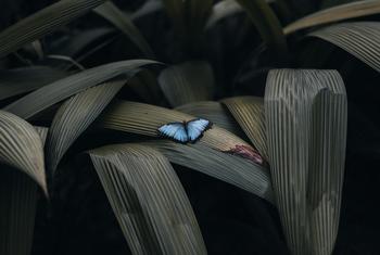 Una mariposa se posa en unas hojas, en el volcán Arenal, en la provincia de Alajuela, Costa Rica, donde se encuentra la Escuela San Francisco.