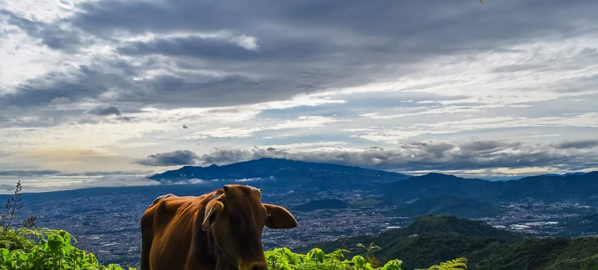 कोस्टा रीका में एक प्राकृतिक इलाक़े का दृश्य