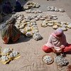 نساء عاملات ينظفن القطن في مدينة ملتان في باكستان