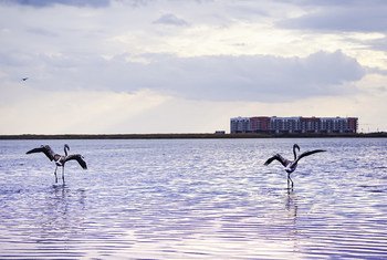 For the first time in many years, flamingos came to the Maly Taldykol lake in Kazakhstan's  capital Nur-Sultan.
