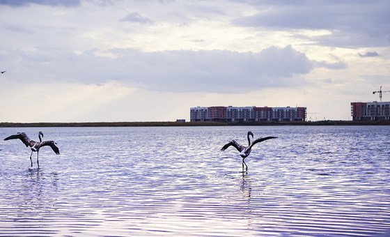 For the first time in many years, flamingos came to the Maly Taldykol lake in Kazakhstan's  capital Nur-Sultan.