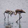 Um flamingo rosa adulto e um flamingo jovem estão em águas rasas. O adulto inclina o pescoço para baixo, tocando seu bico com o bico do jovem.