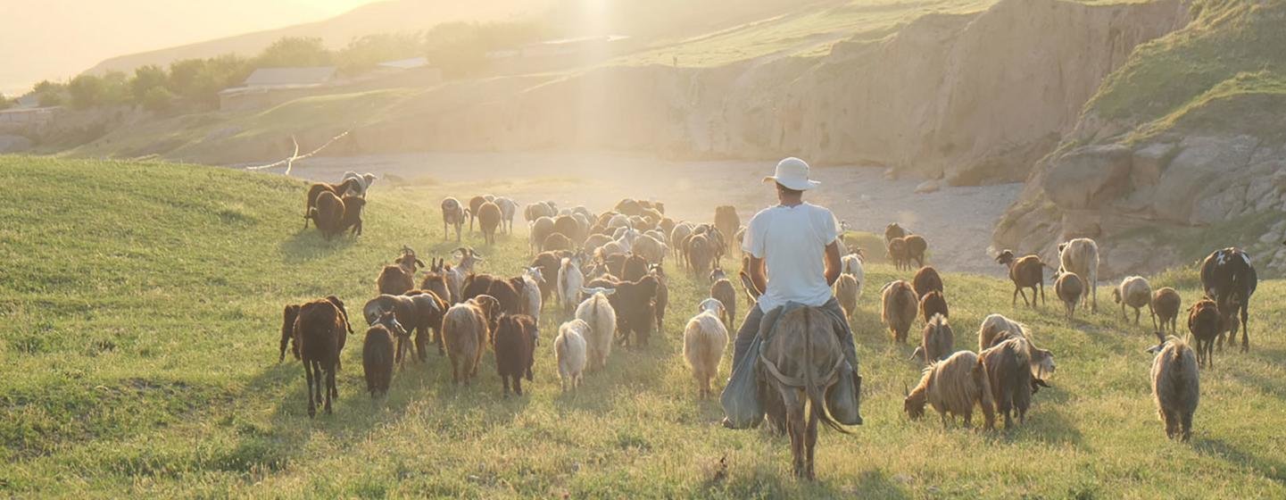 In order to prevent the overgrazing of land, shepherds in Tajikistan follow a pasture rotation plan.