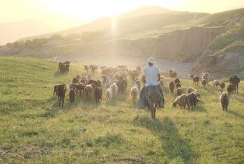 In order to prevent the overgrazing of land, shepherds in Tajikistan follow a pasture rotation plan.