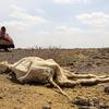 أدى فشل موسم الامطار لمدة ثلاث سنوات متتالية في منطقة القرن الأفريقي إلى تدمير المحاصيل ونفوق أعداد كبيرة من الماشية بشكل غير طبيعي.