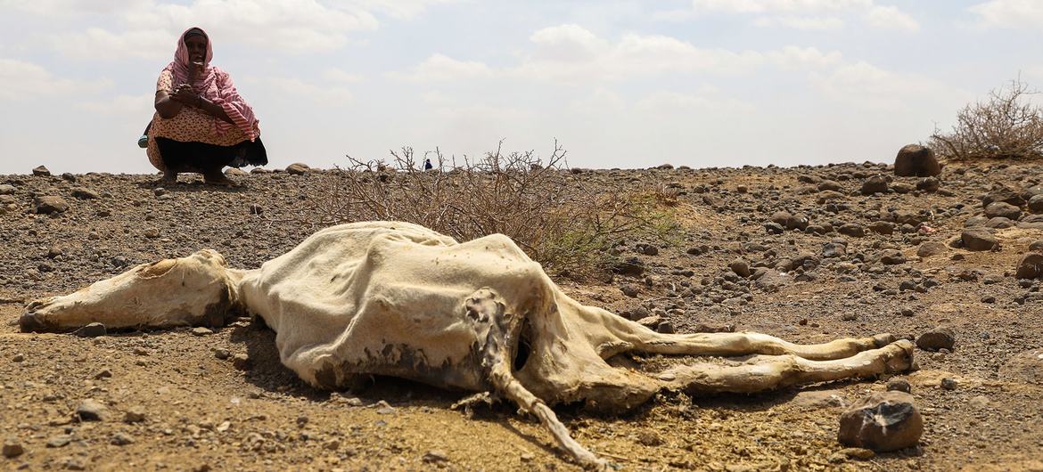 Сильнейшая засуха в Эфиопии