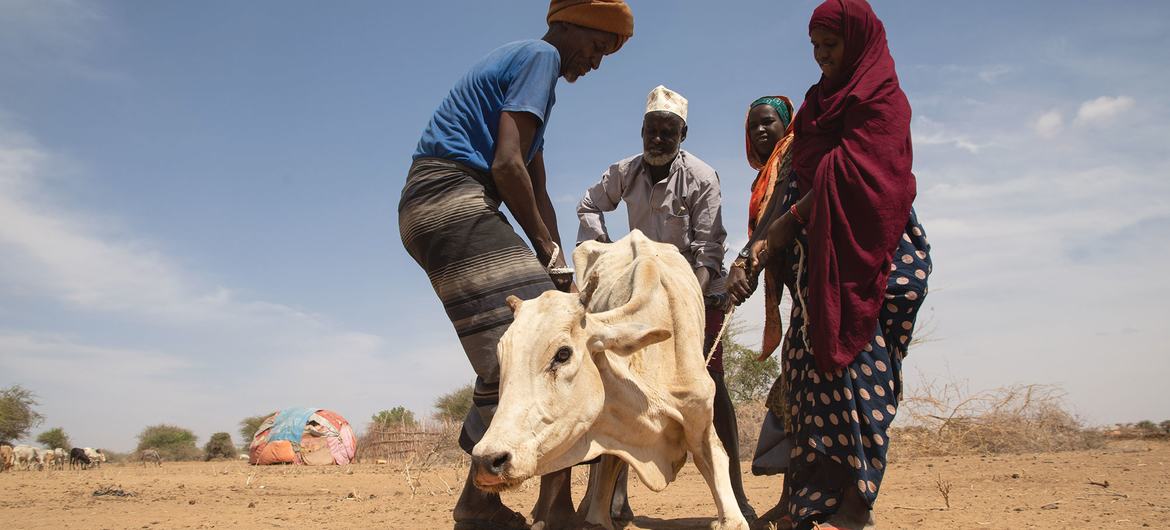 الجفاف الشديد يقتل المواشي في إحدى المقاطعات في إثيوبيا.
