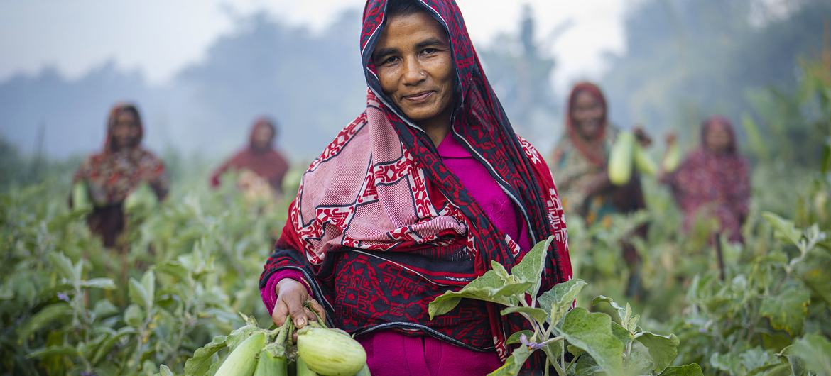 孟加拉国的妇女在收获蔬菜，这是她们生计的一部分，可以确保家庭的食物保障。