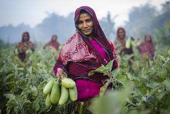 Des femmes au Bangladesh récoltent des légumes dans le cadre d'un programme pour assurer la sécurité alimentaire de leurs familles.