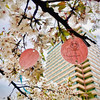 武汉樱花。摄于4月
