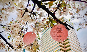 武汉樱花。摄于4月