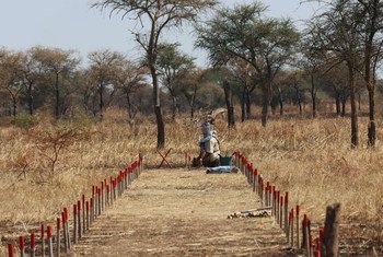 南苏丹冲突后，联合国地雷行动处一直在那里清除地雷。