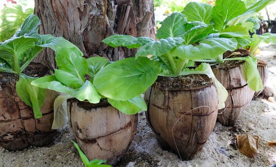 Islanders on Kiribati have started growing lettuces in empty coconut fruits.