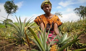 Une femme cultivatrice d'ananas en Zambie, un pays d'Afrique centrale