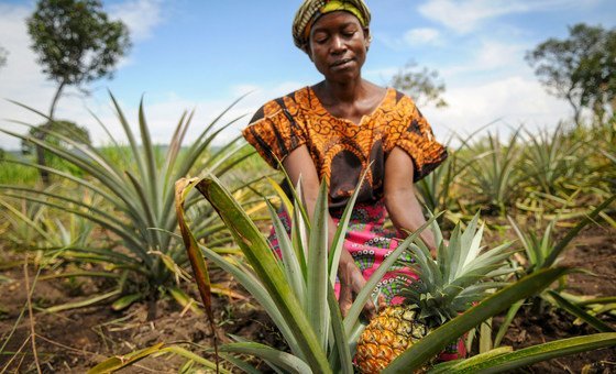 A woman pineapple farmer in Zambia.