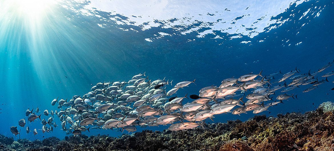 A school of Trevally fish in the Solomon Islands.