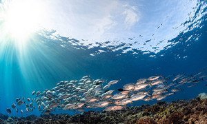 A school of Trevally fish in the Solomon Islands.