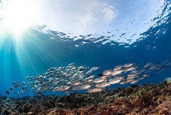 Peixes nas Ilhas Salomão, um dos locais mais afetados pela mudanças climática
