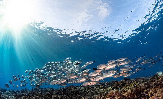 Peixes nas Ilhas Salomão, um dos locais mais afetados pela mudanças climática