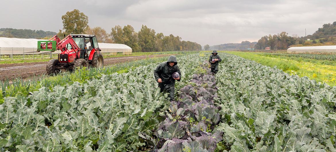 在意大利罗马，劳动者在农场收割蔬菜。