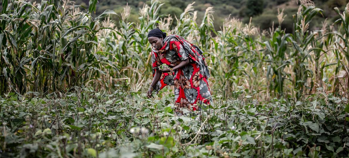 A woman harvests peas on a farm in Moyale, Kenya.