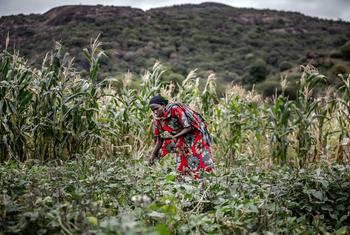 A woman harvests peas on a farm in Moyale, Kenya.