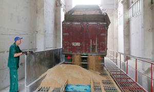 Wheat is processed at a granary in Chernihiv, Ukraine. (file)
