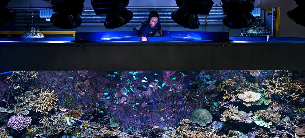 A marine biologist examines a coral reef aquarium inside a laboratory at the Australian Institute of Oceanography.