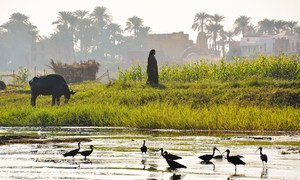 قدّم نهر النيل مياها عذبة، وغذى الزراعة ودعم سبل العيش في مصر والسودان وإثيوبيا لآلاف السنين
