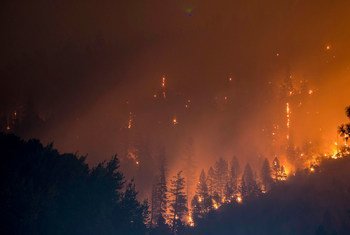  На фото: лесные пожары в американском штате Калифорния. 