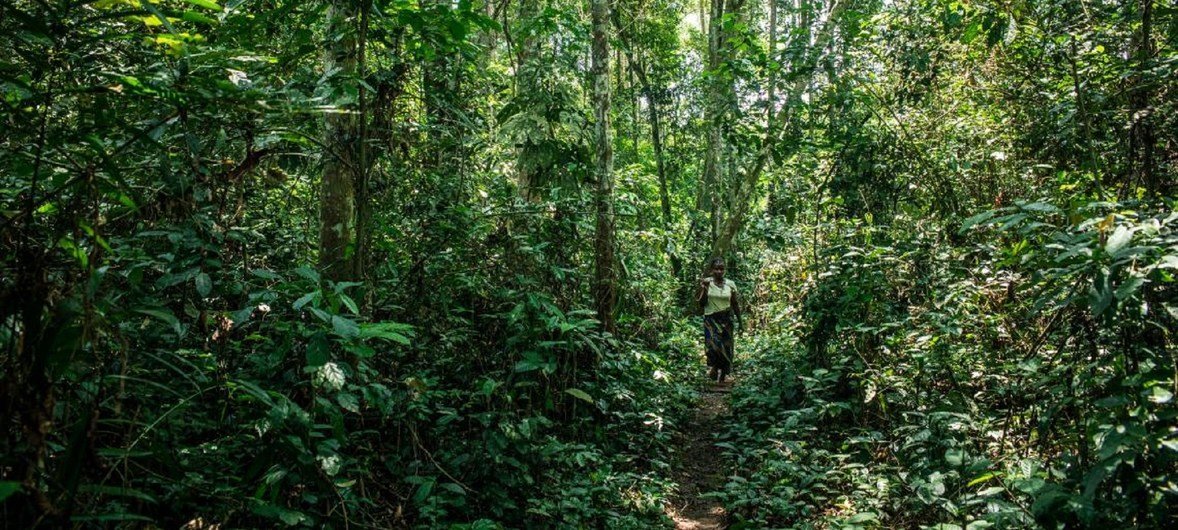 Mbandza Forest, Congo