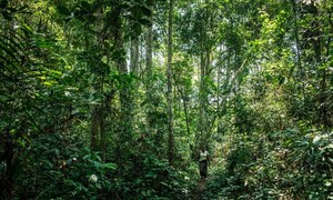 Floresta em Mbanza-Ngungu, na República Democrática do Congo
