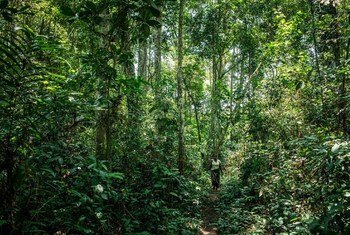 Mbandza Forest, Congo