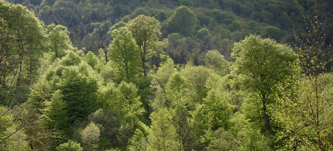 La déforestation est l’affectation de terrains forestiers à d’autres usages, comme l’agriculture et les infrastructures.