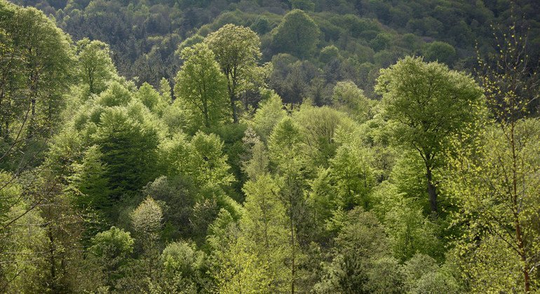 Floresta em Lori, na Armênia