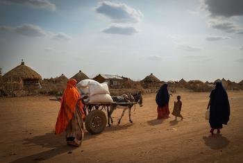 Cerf anunciou entrega de US$ 20 milhões para mitigar a perda de meios de subsistência  e crise de alimentos na Etiópia